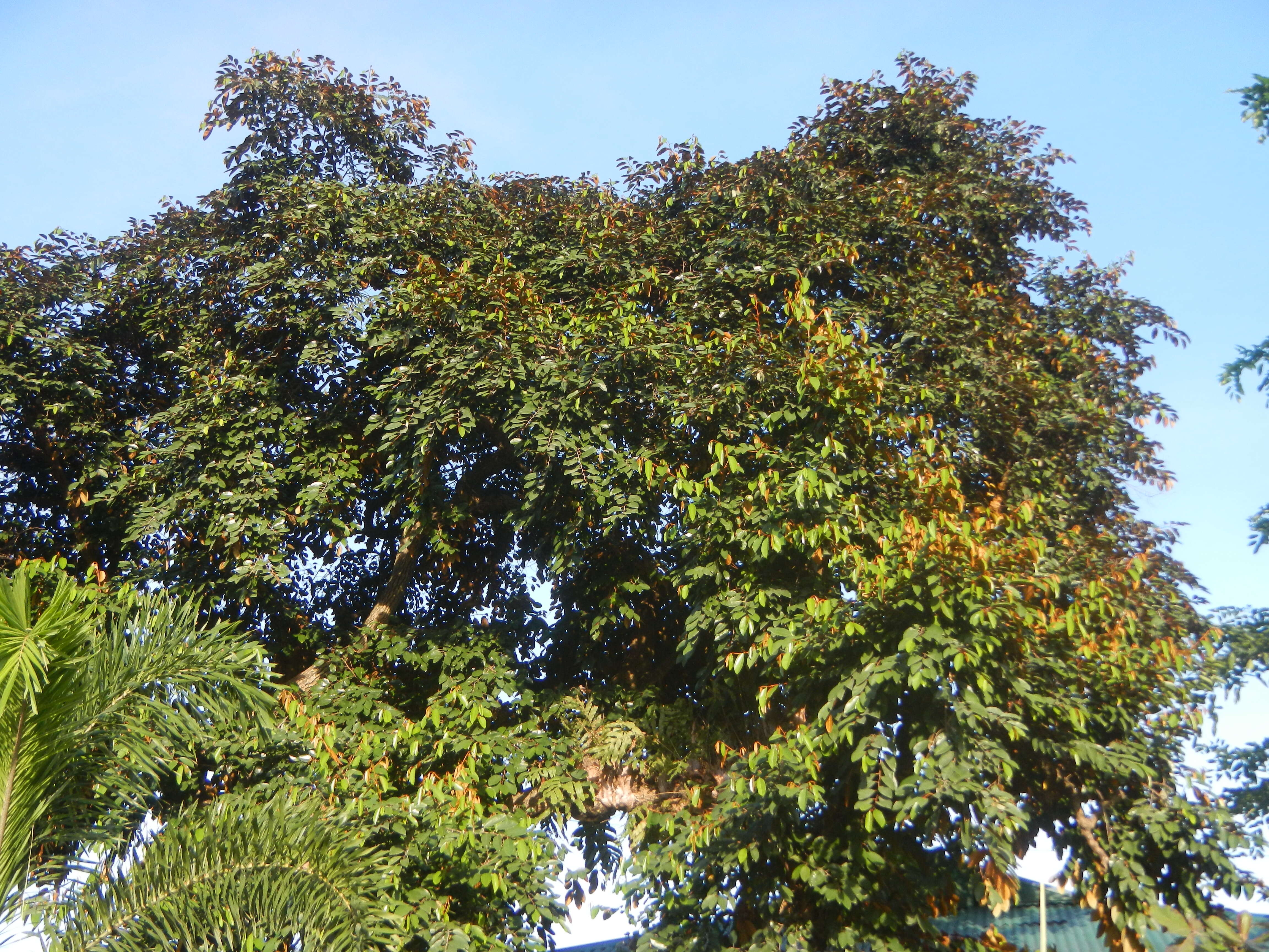 Image of star apple