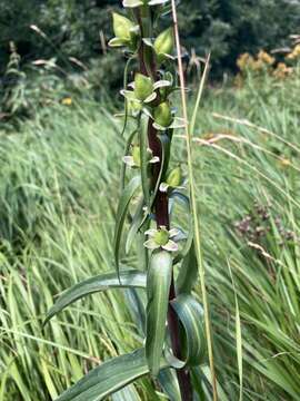 Imagem de Digitalis ferruginea L.