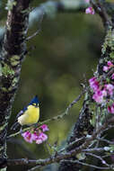 Image de Mésange de Taiwan