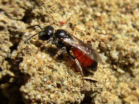 Image of Sphecodes Latreille 1804