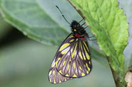 Image of Catasticta prioneris (Hopffer 1874)