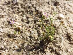 Image of red sandspurry