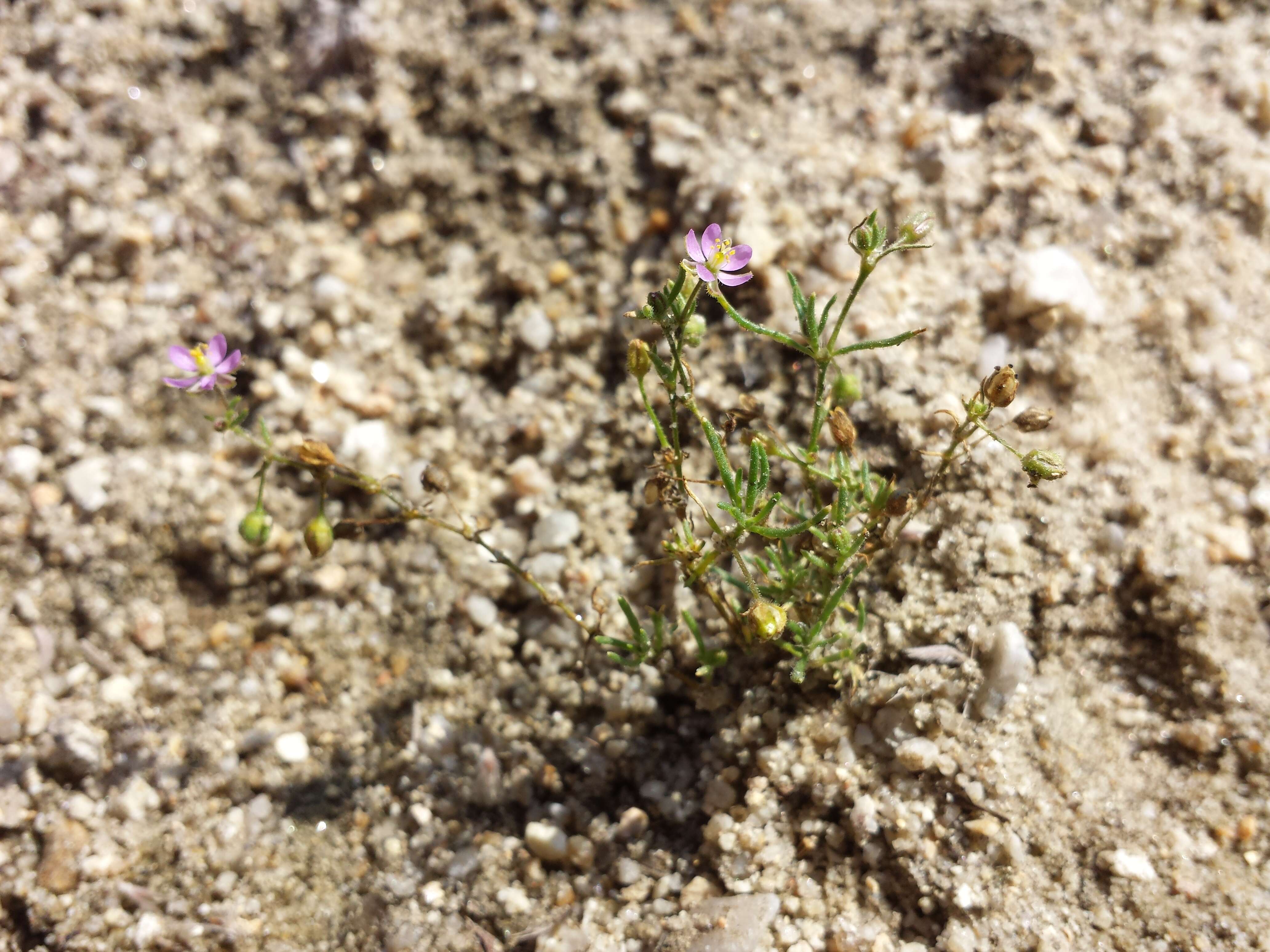 Image of red sandspurry