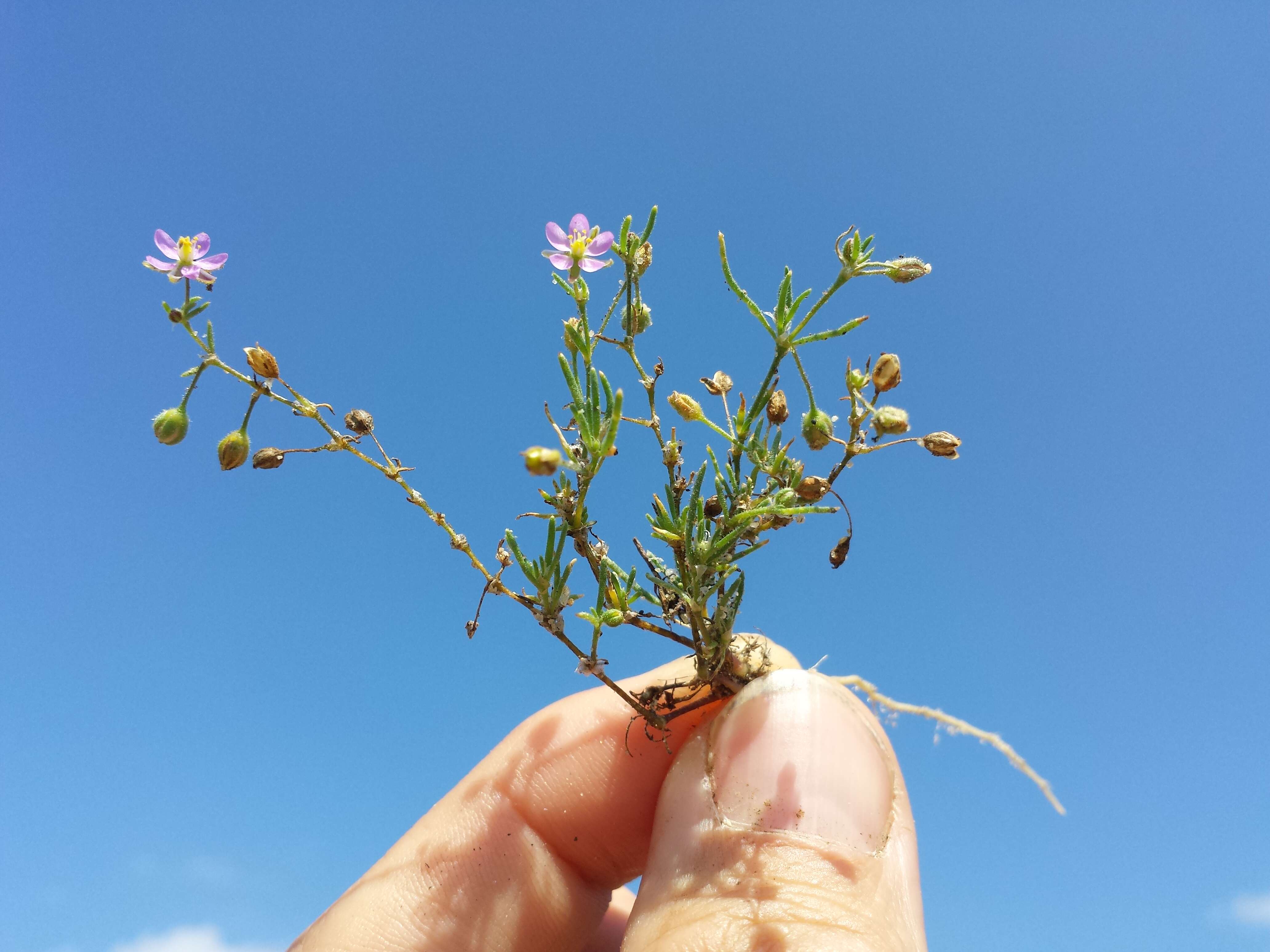 Image of red sandspurry