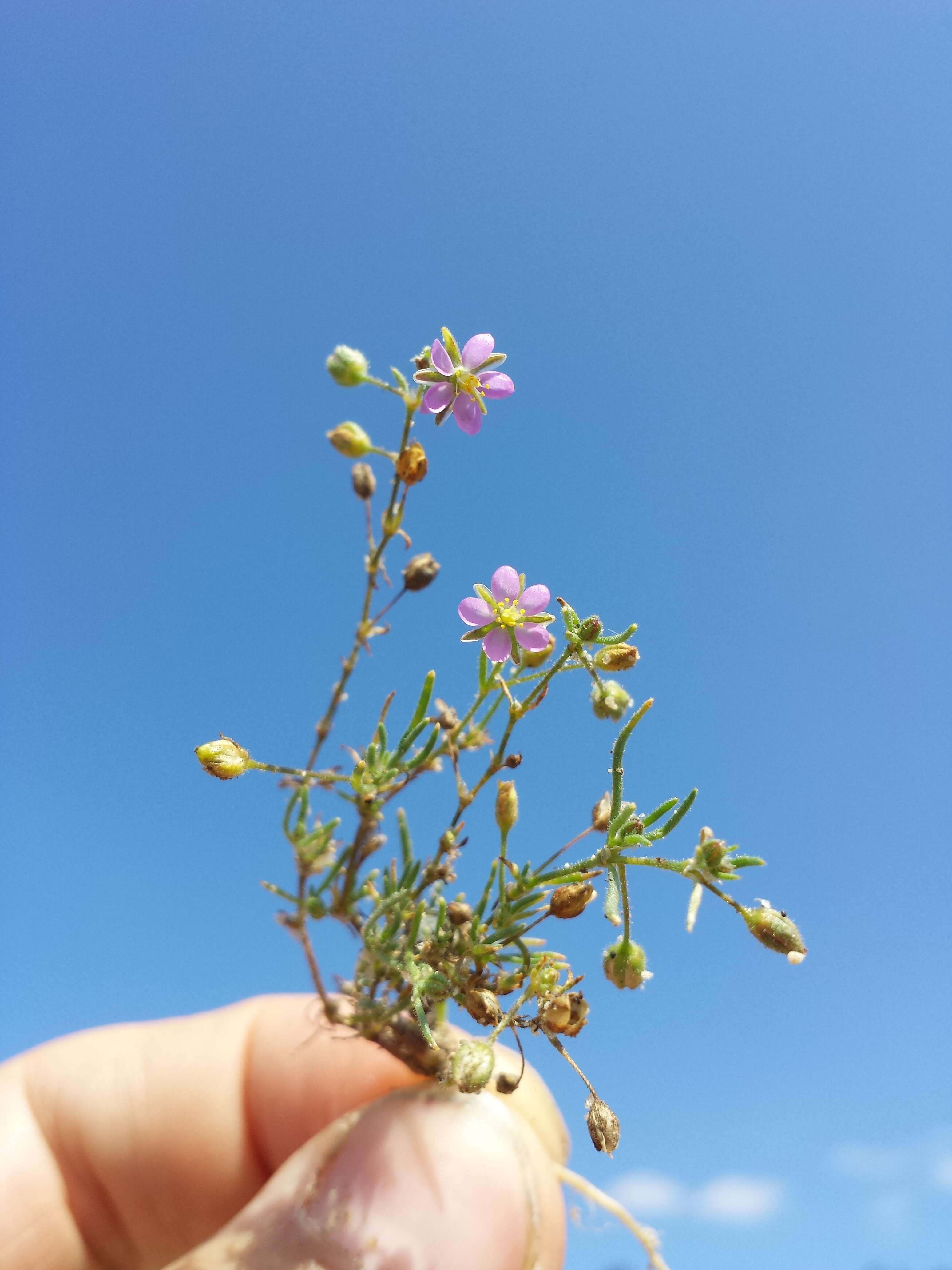 Image of red sandspurry