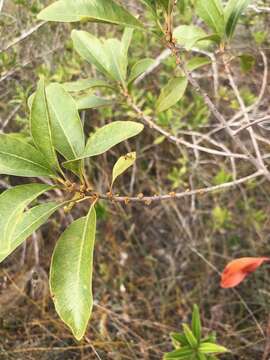 Image of Sideroxylon salicifolium (L.) Lam.