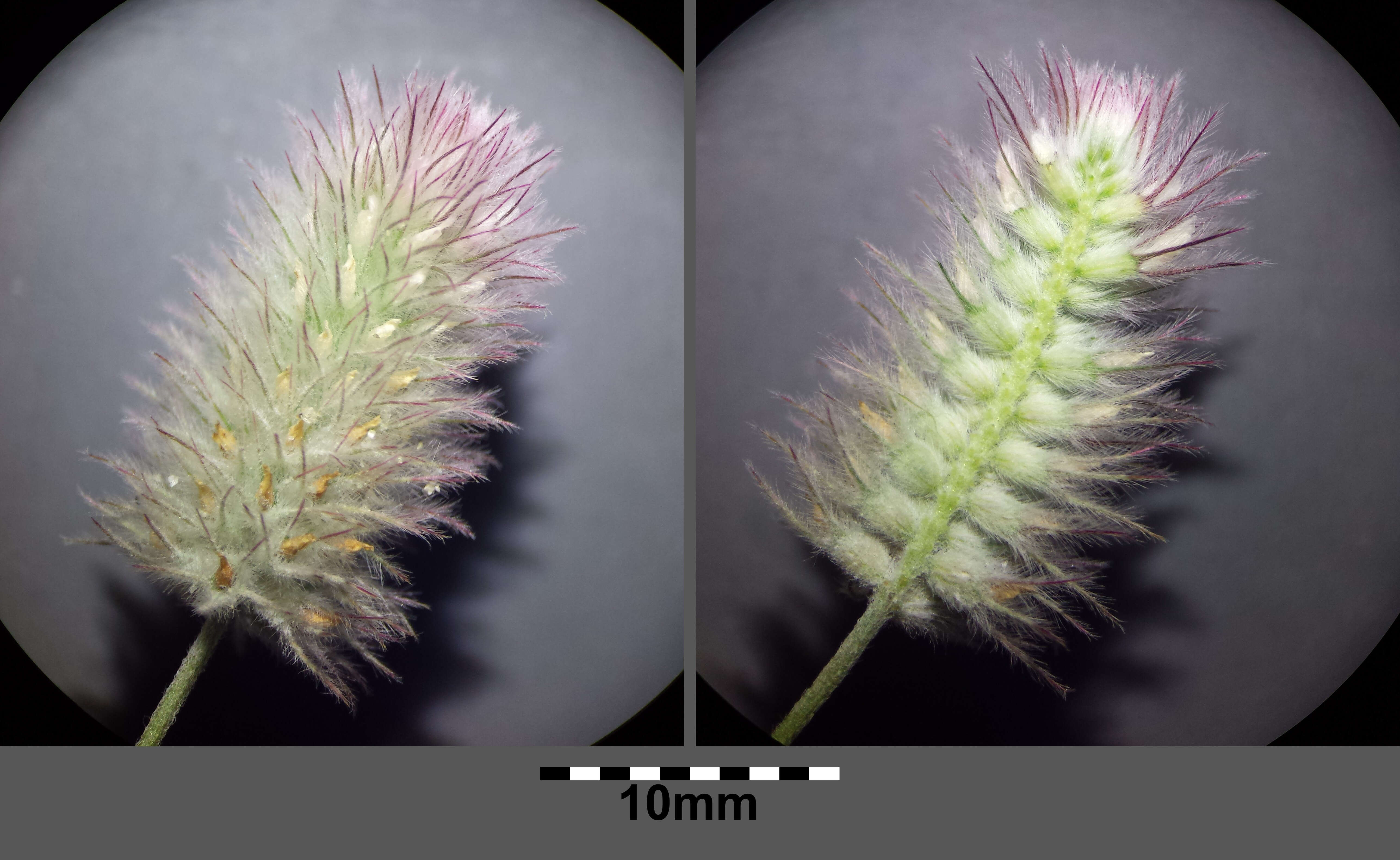 Image of Hare's-foot Clover