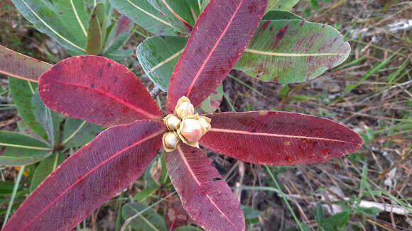 Image of Kielmeyera rubriflora Cambess.