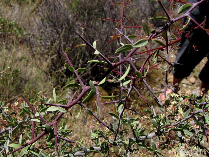 Imagem de Gloveria integrifolia (L. fil.) M. Jordaan