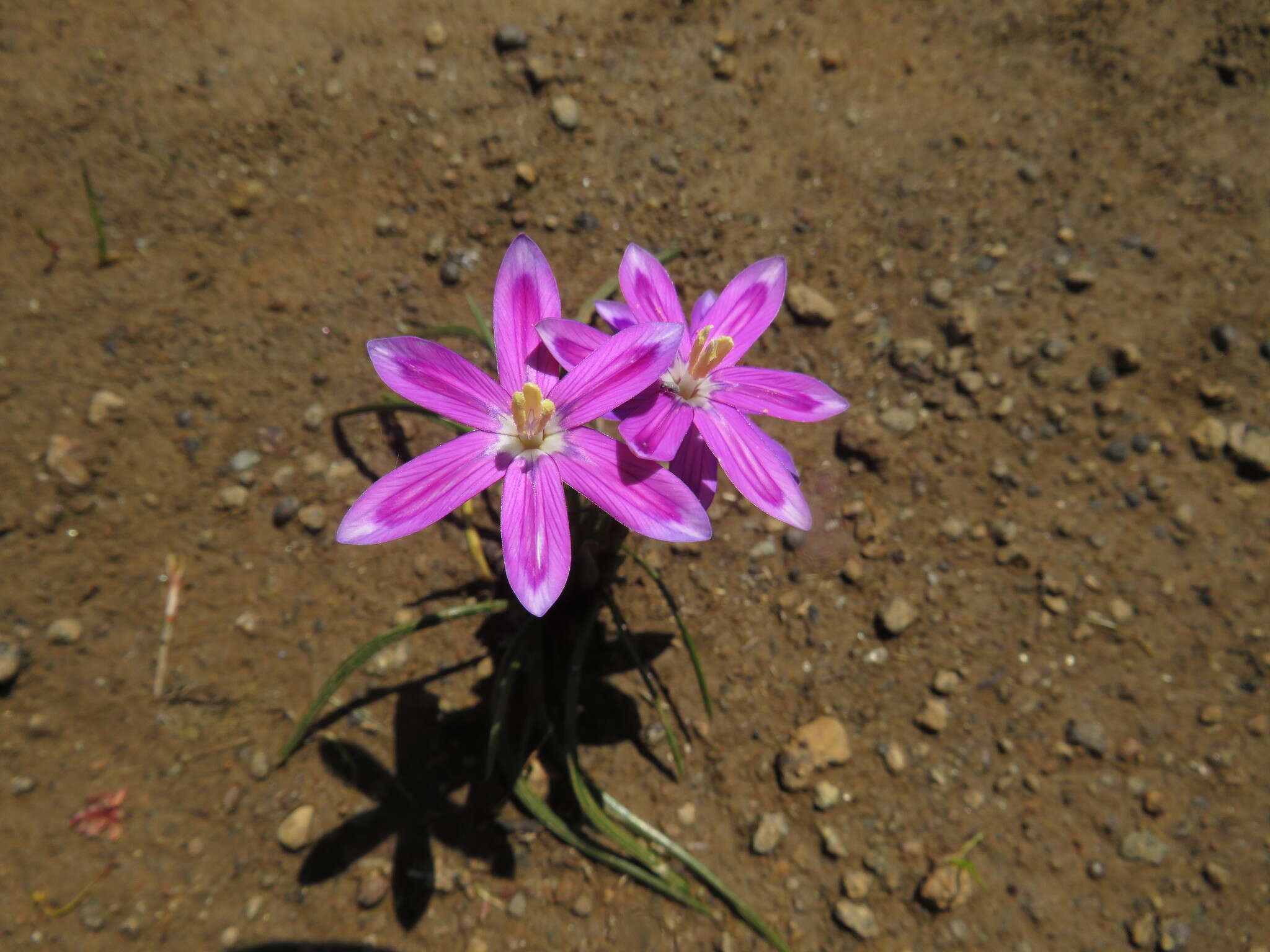 Image of Romulea hantamensis (Diels) Goldblatt