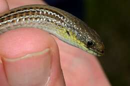 Image of Striped Legless Lizard