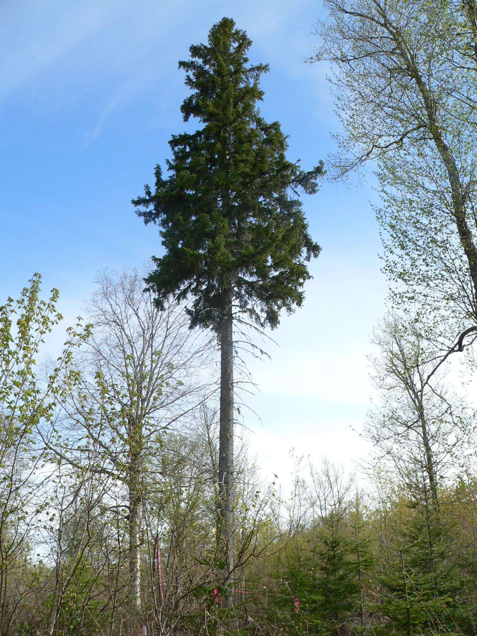 Image of Canadian Spruce