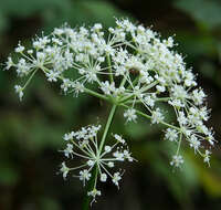 Imagem de Spuriopimpinella calycina (Maxim.) Kitag.