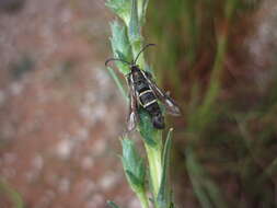 Image of Carmenta anthracipennis Boisduval 1874