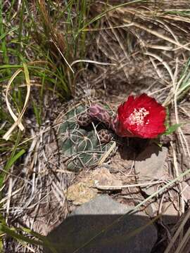 Image of Gymnocalycium baldianum (Speg.) Speg.