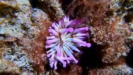 Image of blunt-tentacled anemone