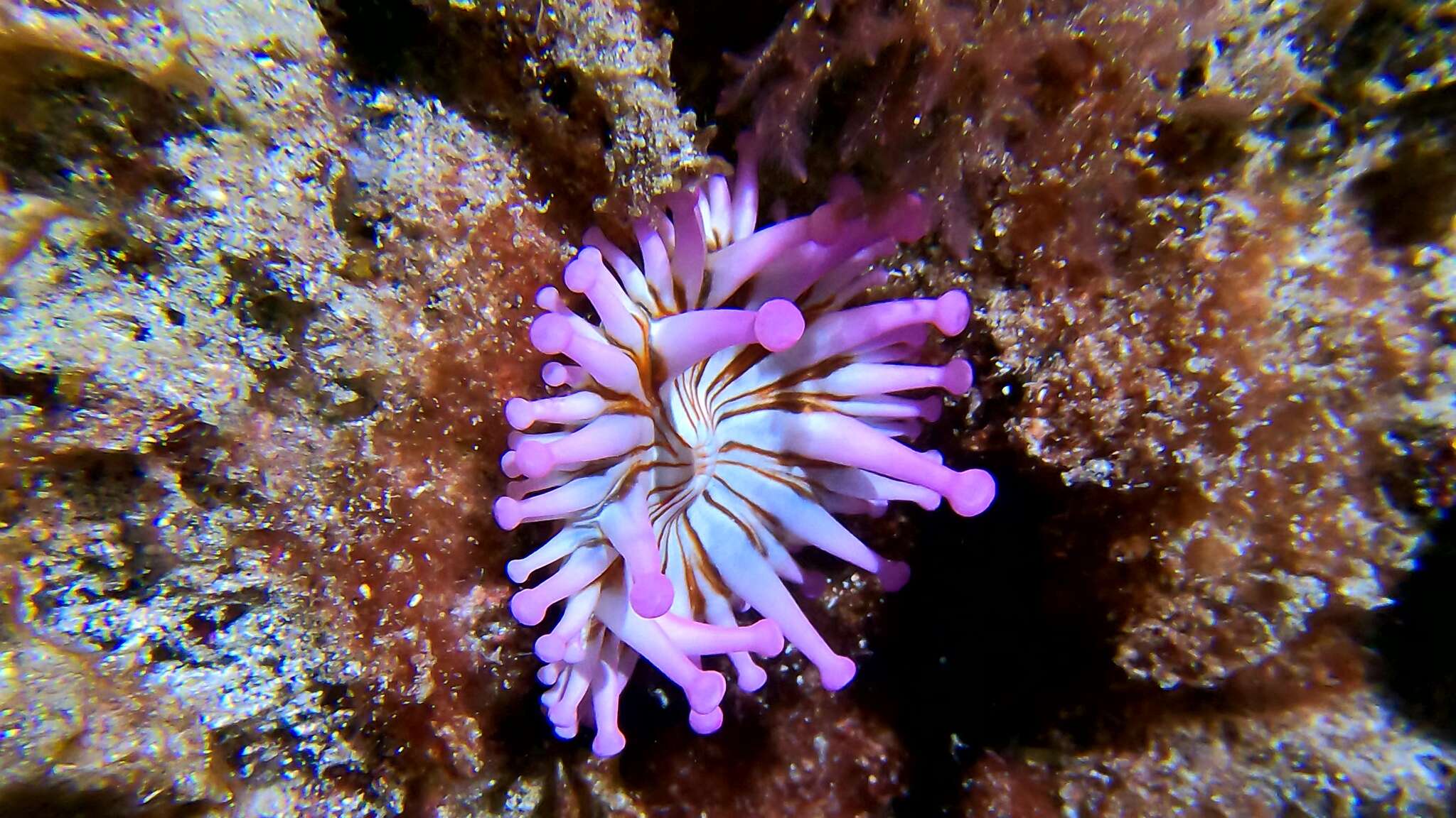Image of blunt-tentacled anemone