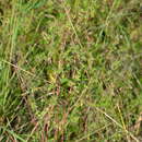 Image of Euphorbia hirtella Boiss.