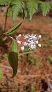 Image de Maianthemum paniculatum (M. Martens & Galeotti) La Frankie