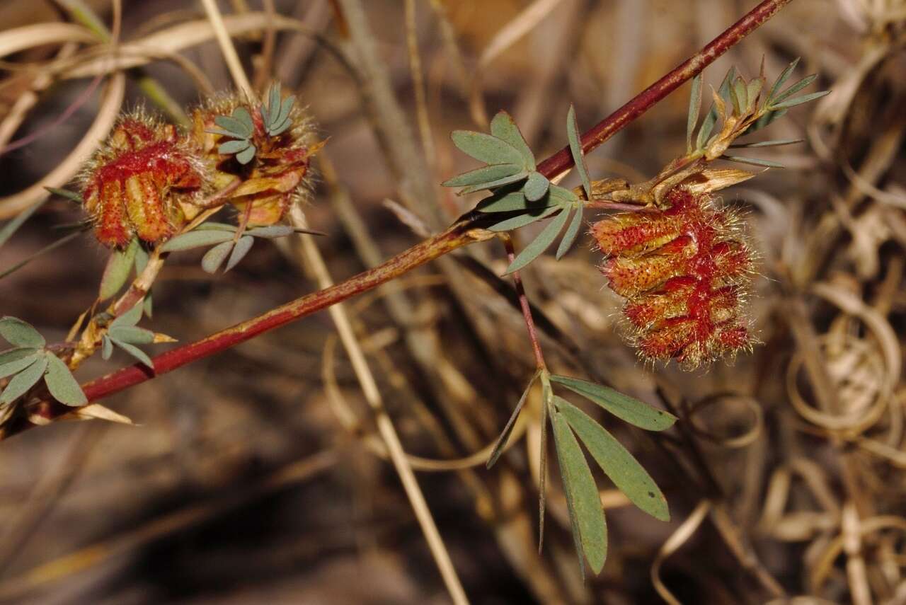 Image of Kotschya strobilantha (Baker) Dewit & P. A. Duvign.