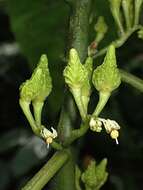 Image of Solanum anceps Ruiz & Pav.