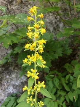 Image of stout goldenrod