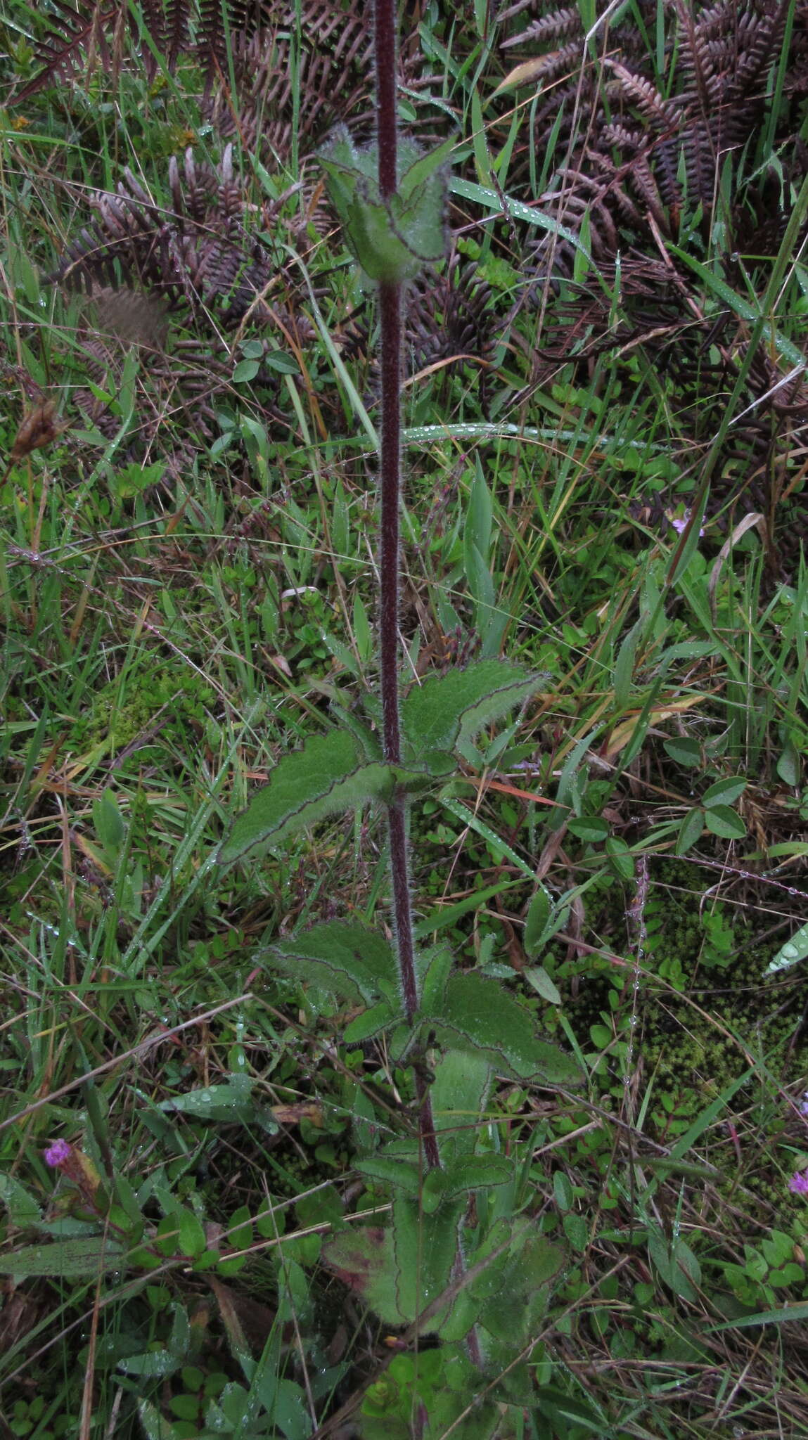 Image de Stevia elatior Kunth