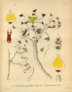 Слика од Dendrobium crystallinum Rchb. fil.