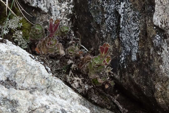 Image of Veronica spectabilis (Garn.-Jones) Garn.-Jones