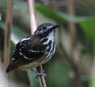 Image of Dot-backed Antbird