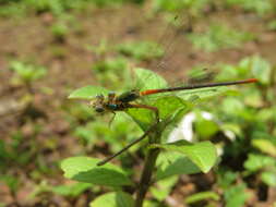 Imagem de Ceriagrion cerinorubellum (Brauer 1865)