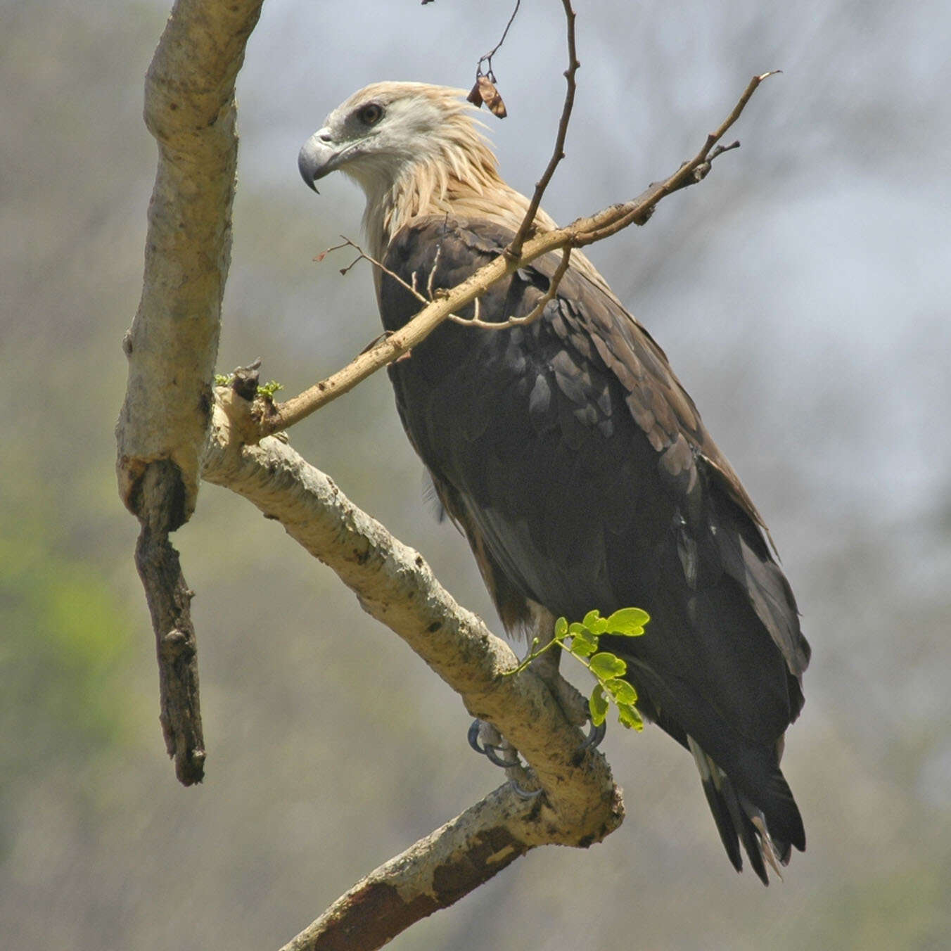 Image of Band-tailed Fish-eagle