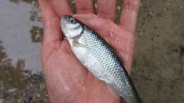 Image of White shiner