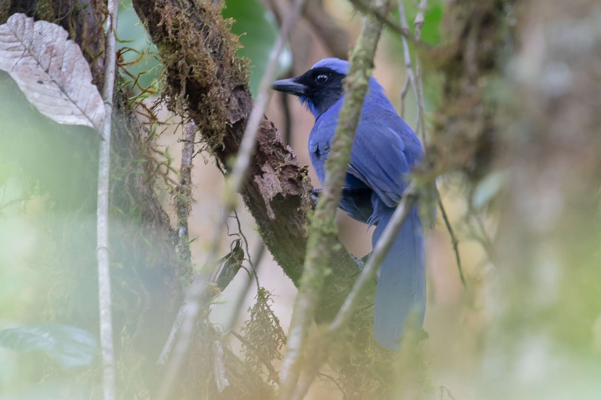 Image of Black-collared Jay