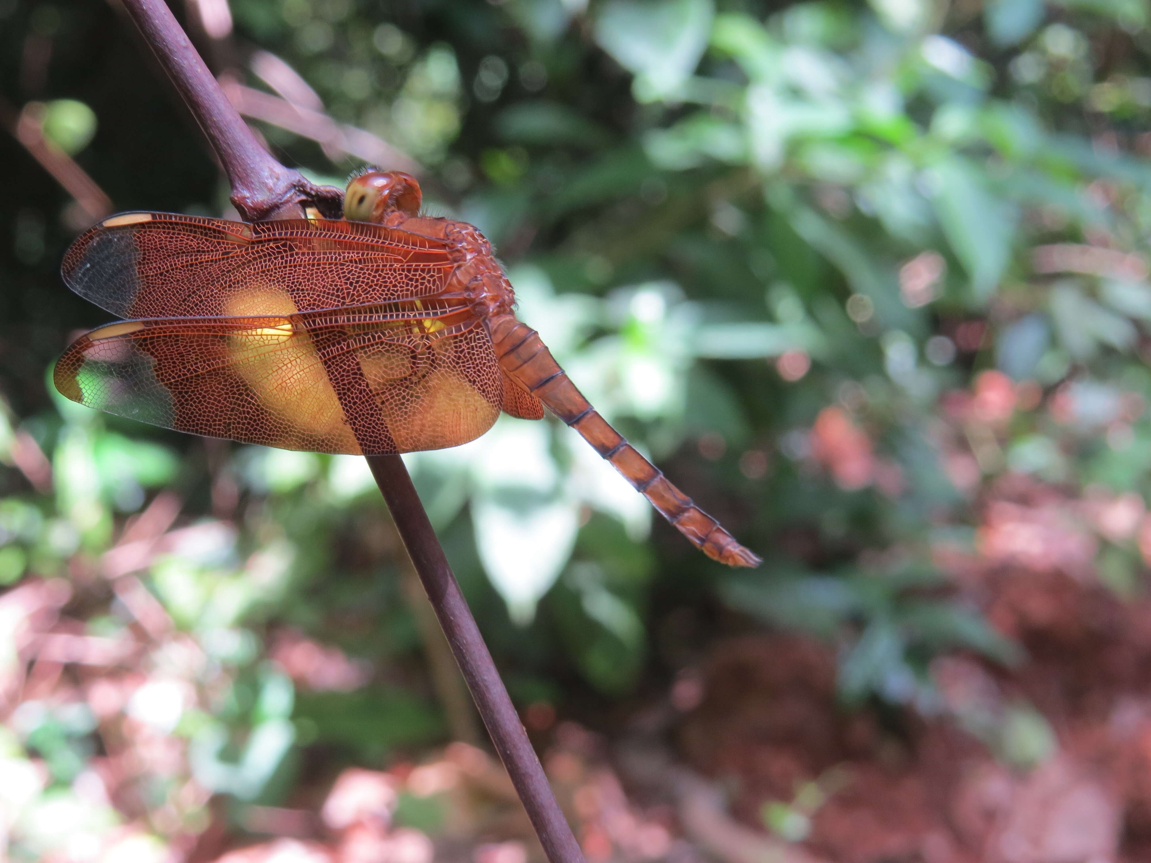 Image of Black Stream Glider