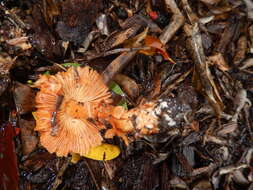 Plancia ëd Lepiota haemorrhagica Cleland 1931