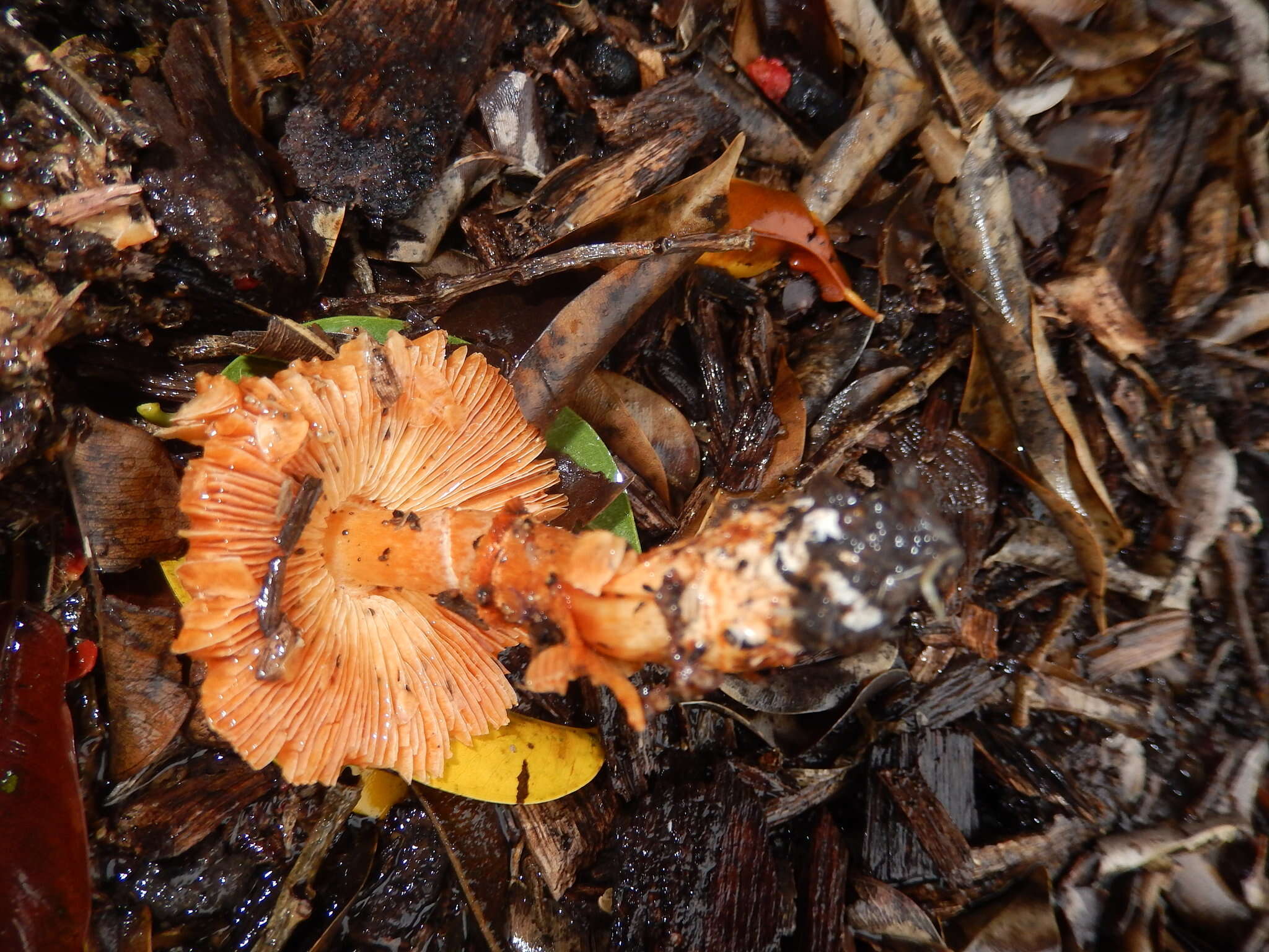 Plancia ëd Lepiota haemorrhagica Cleland 1931