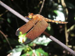 Image of Black Stream Glider