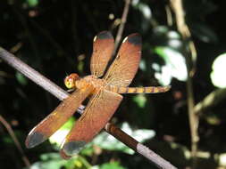 Image of Black Stream Glider