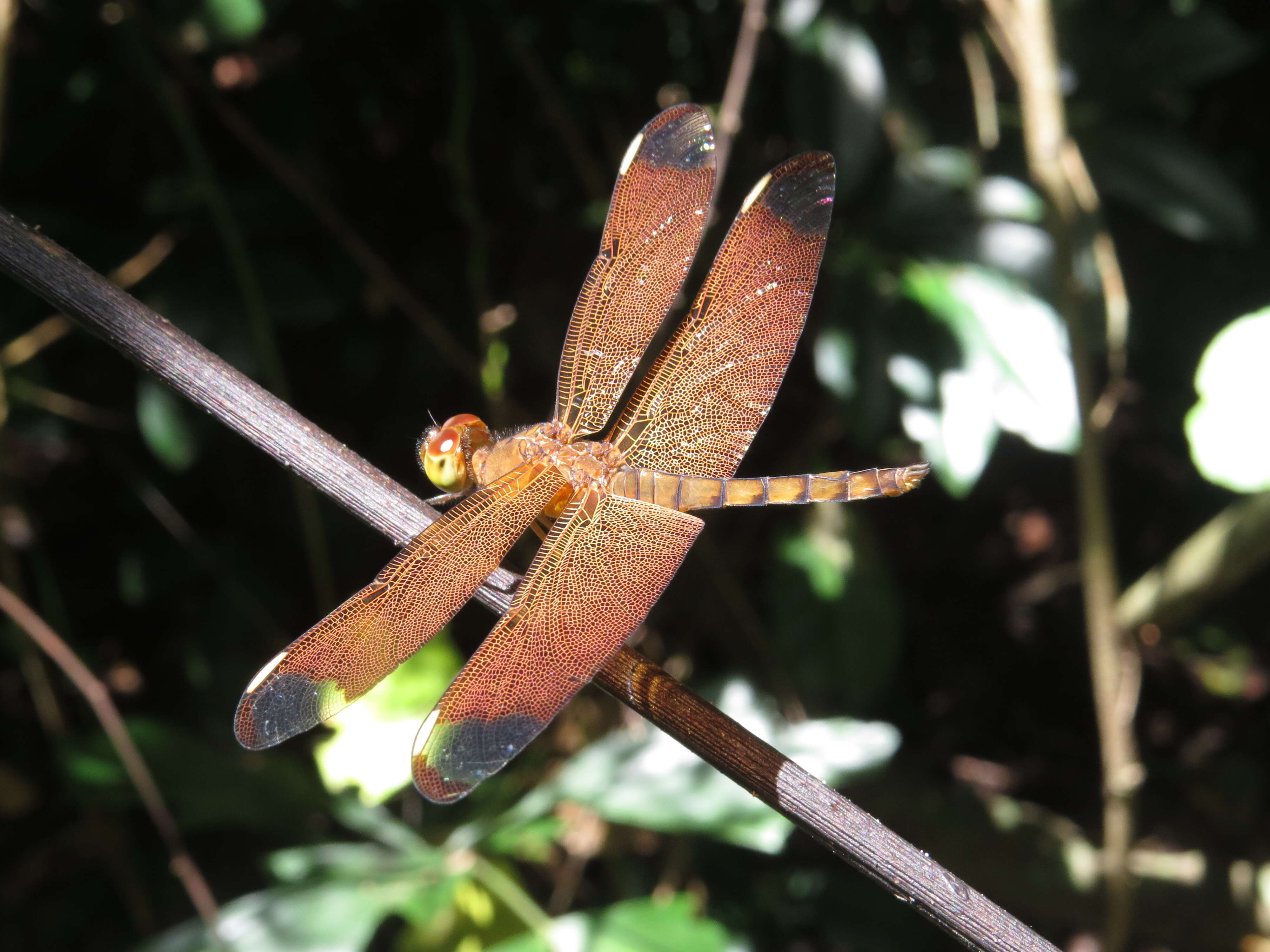 Image of Black Stream Glider