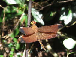 Image of Black Stream Glider