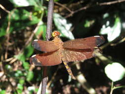 Image of Black Stream Glider