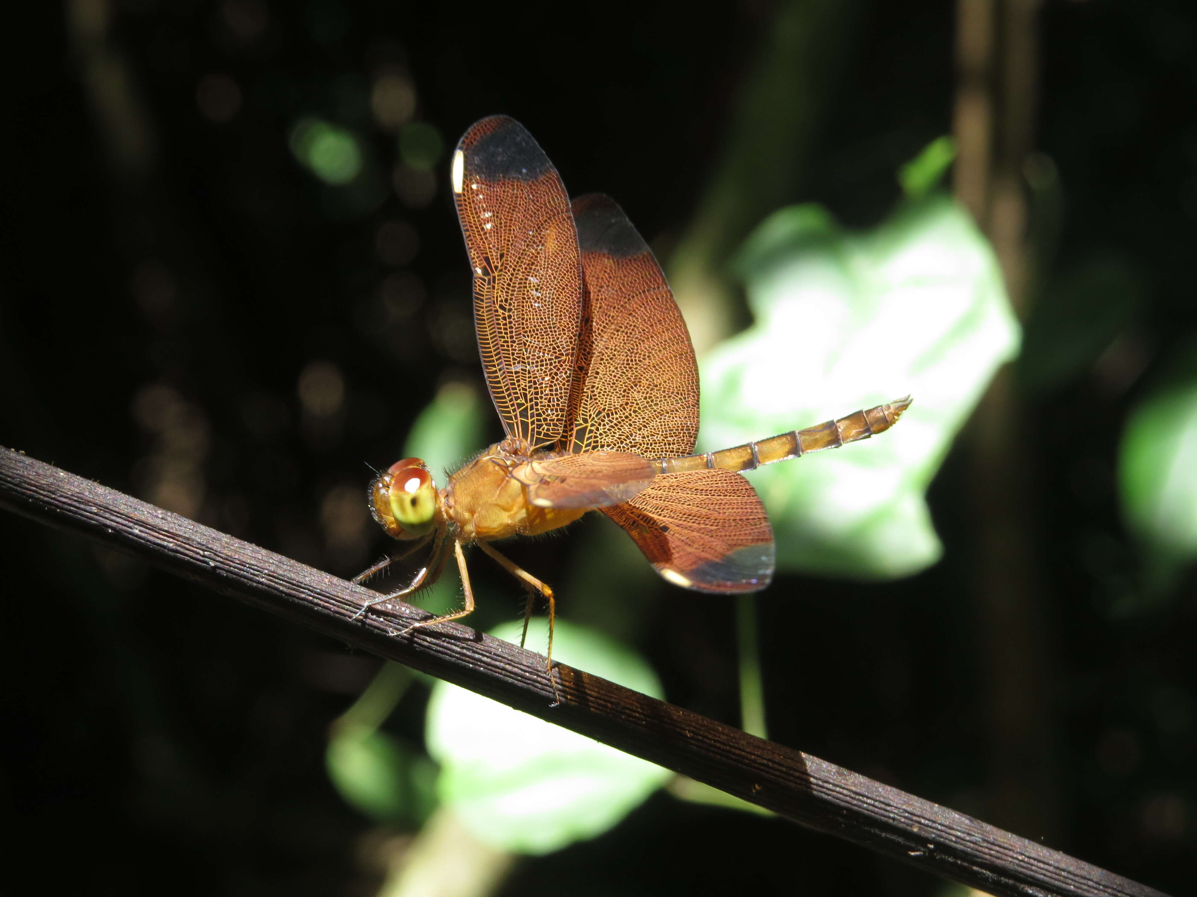 Image of Black Stream Glider