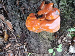 Plancia ëd Flammulina velutipes (Curtis) Singer 1951