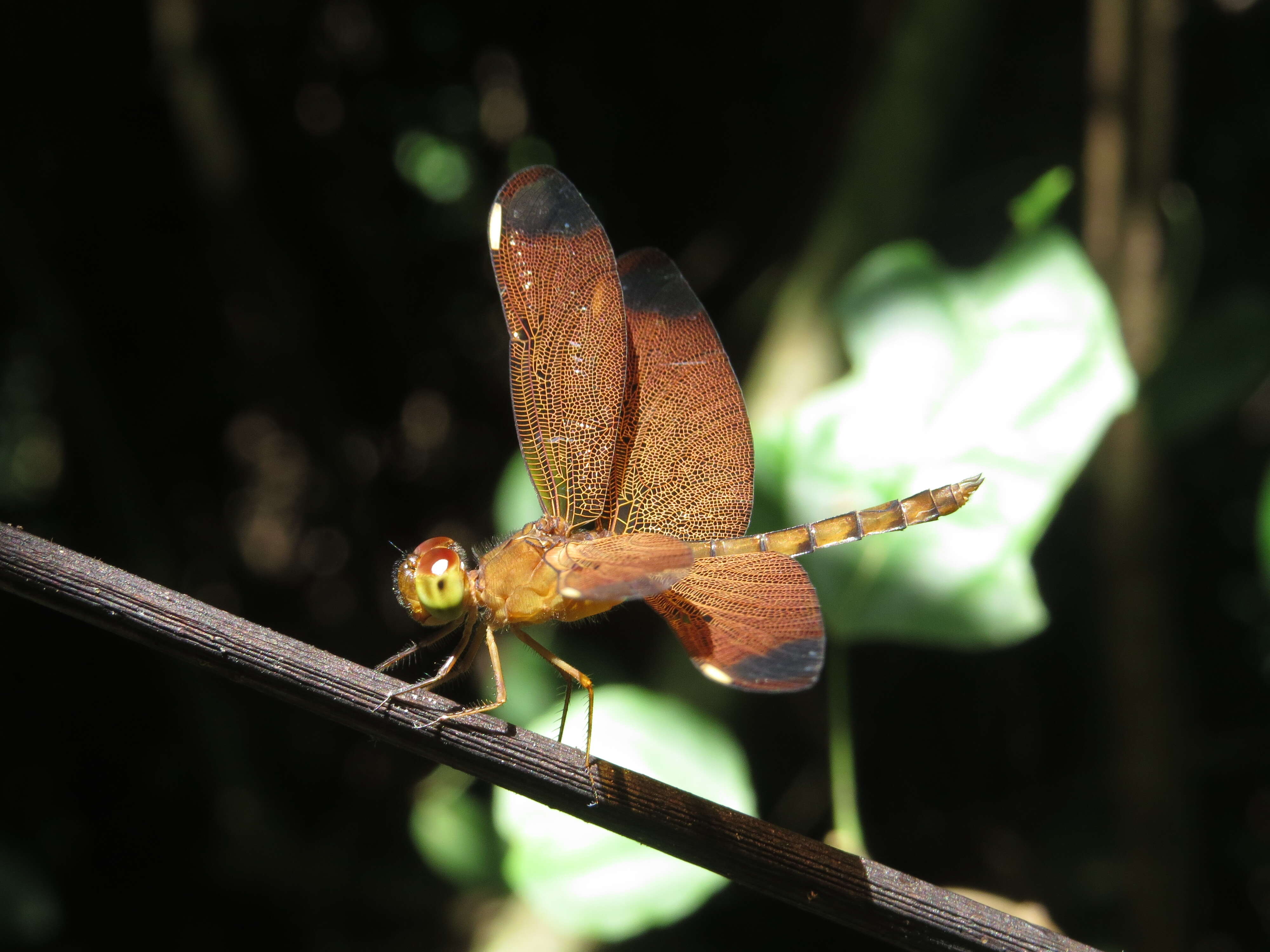 Image of Black Stream Glider