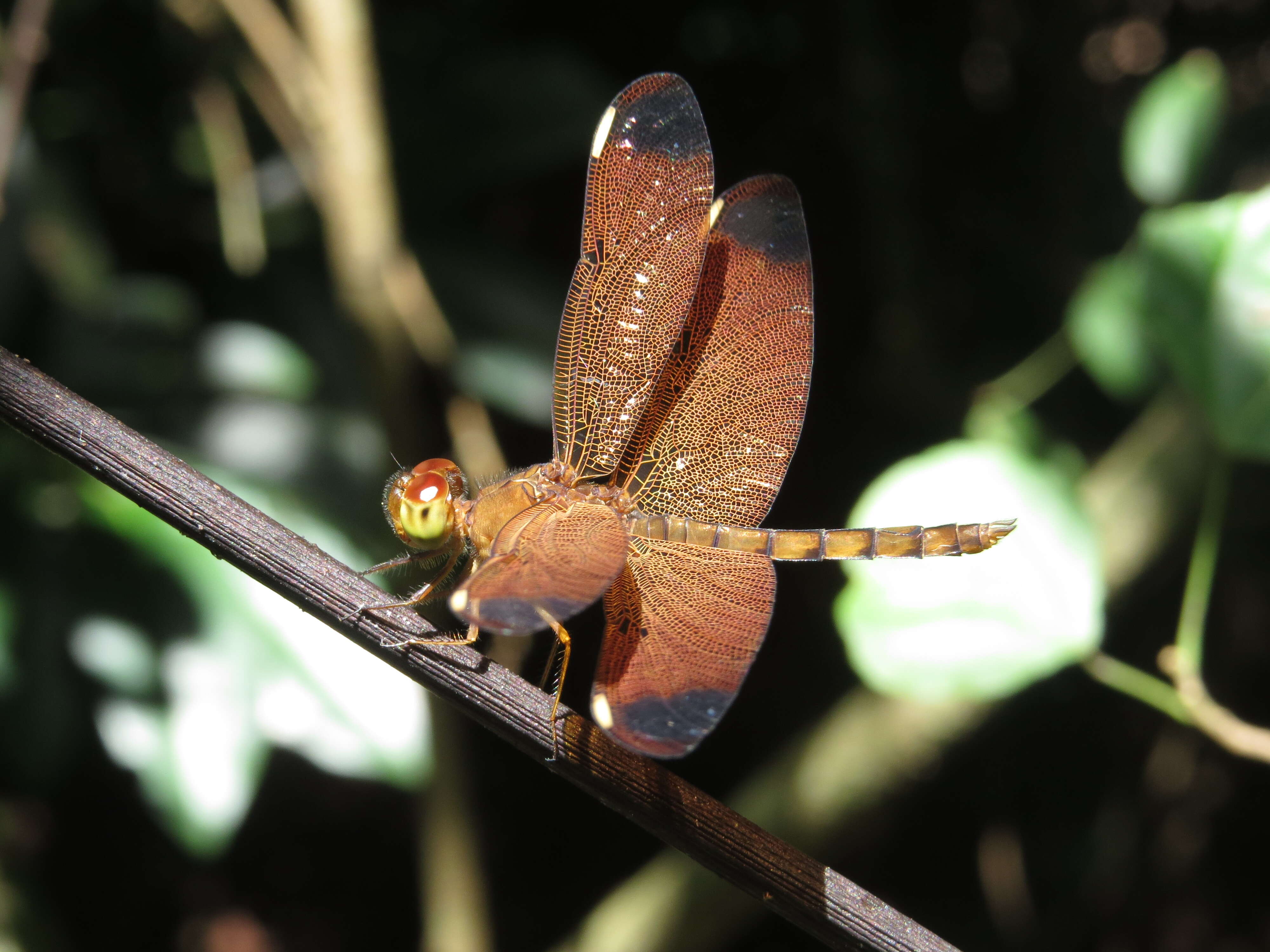 Image of Black Stream Glider