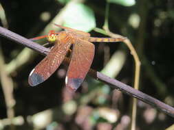 Image of Black Stream Glider