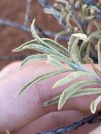 Imagem de Eremophila gilesii subsp. variabilis