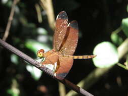 Image of Black Stream Glider