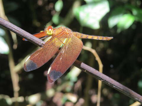 Image of Black Stream Glider